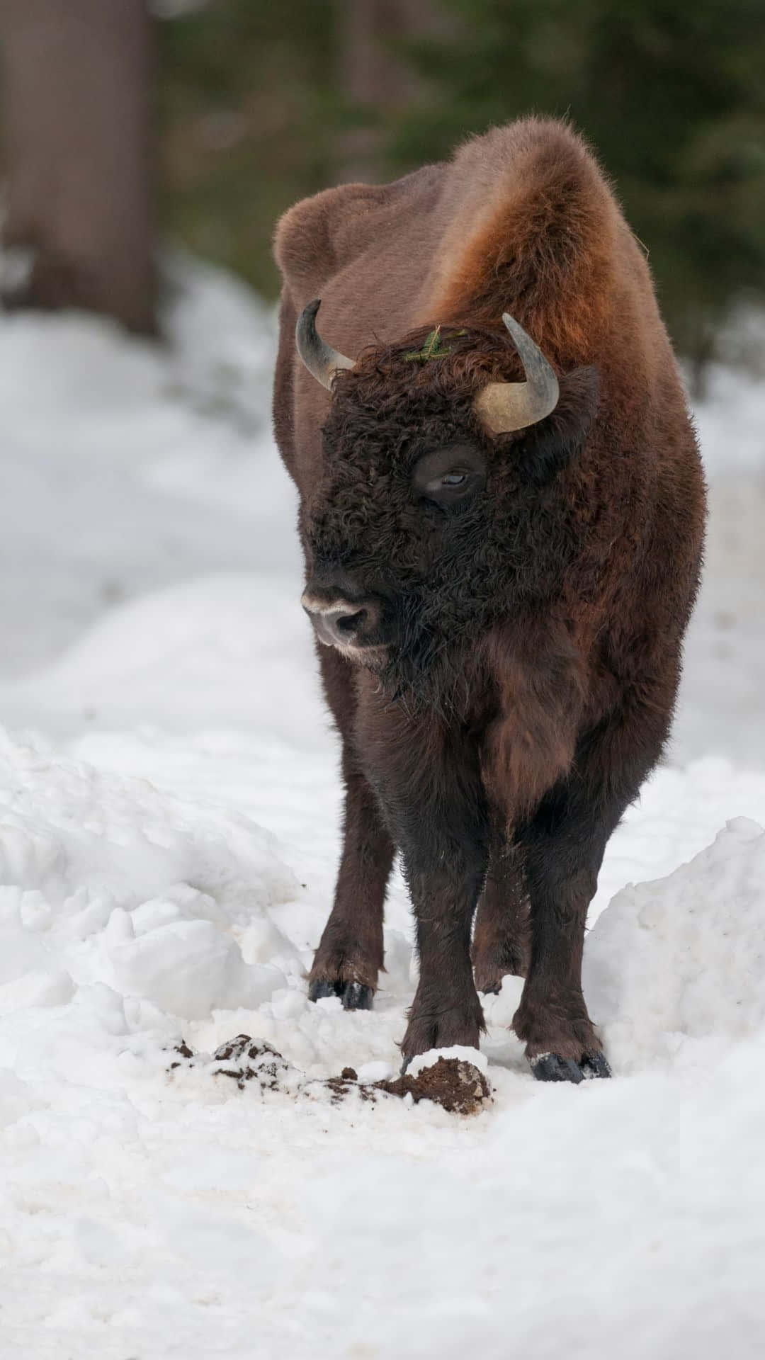 Winter Bison Staat In De Sneeuw.jpg Achtergrond