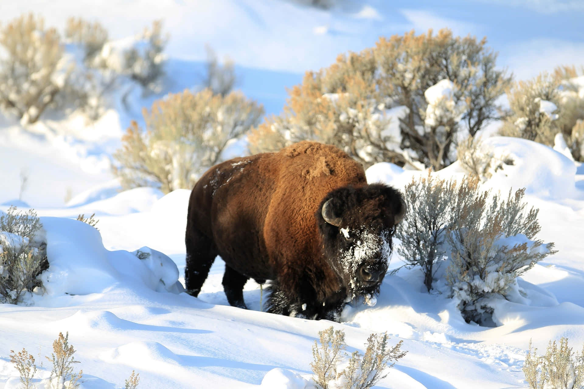 Download Winter_ Bison_ Trudging_ Through_ Snow.jpg Wallpaper ...