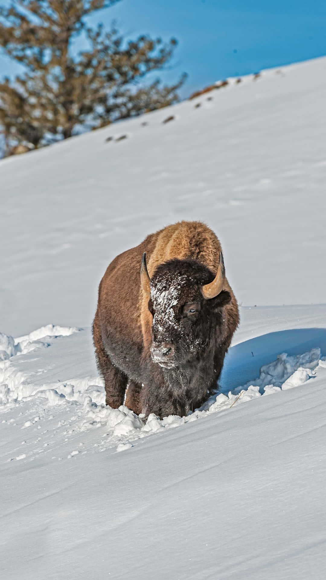 Winter Bison Voortbewegen Door Sneeuw.jpg Achtergrond