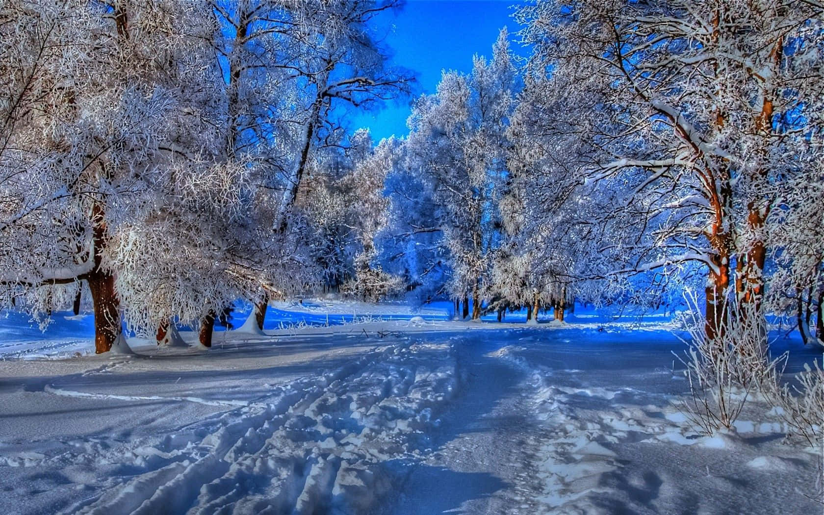 Winter Scenery With Falling Snow Wallpaper