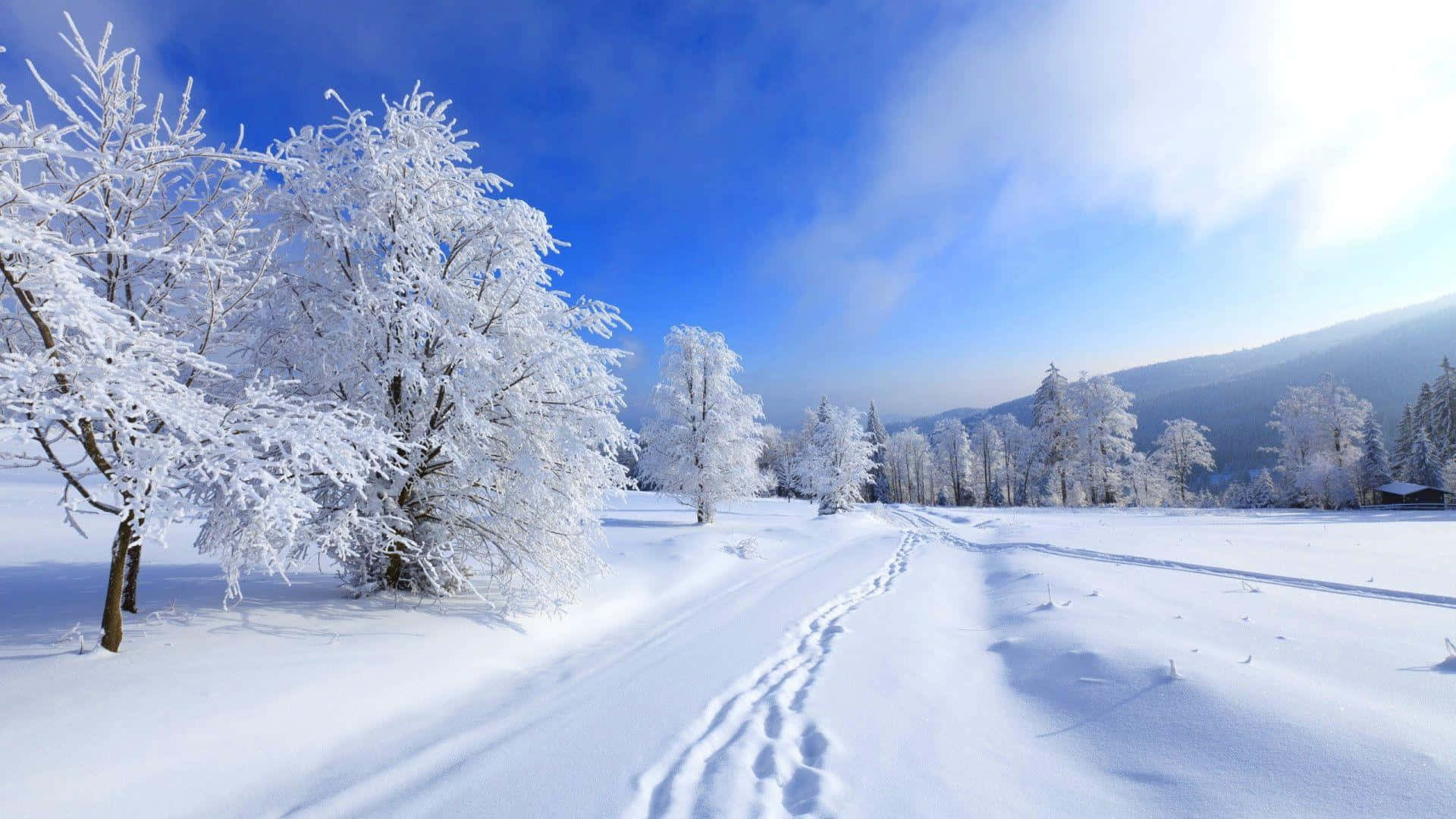 Tranquil Winter Landscape Amidst Falling Snow Wallpaper
