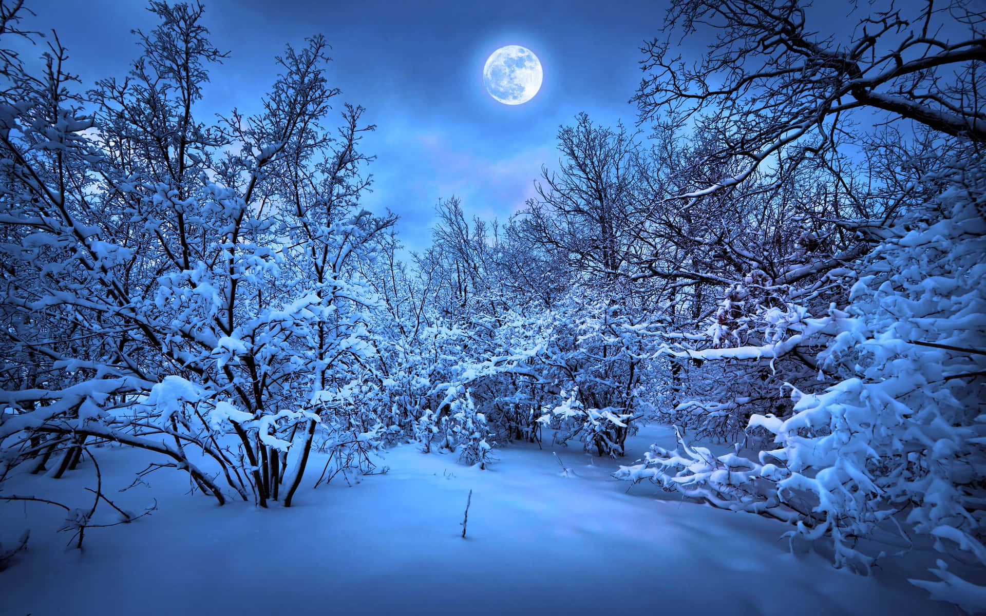 Serene Winter Forest Scene Wallpaper