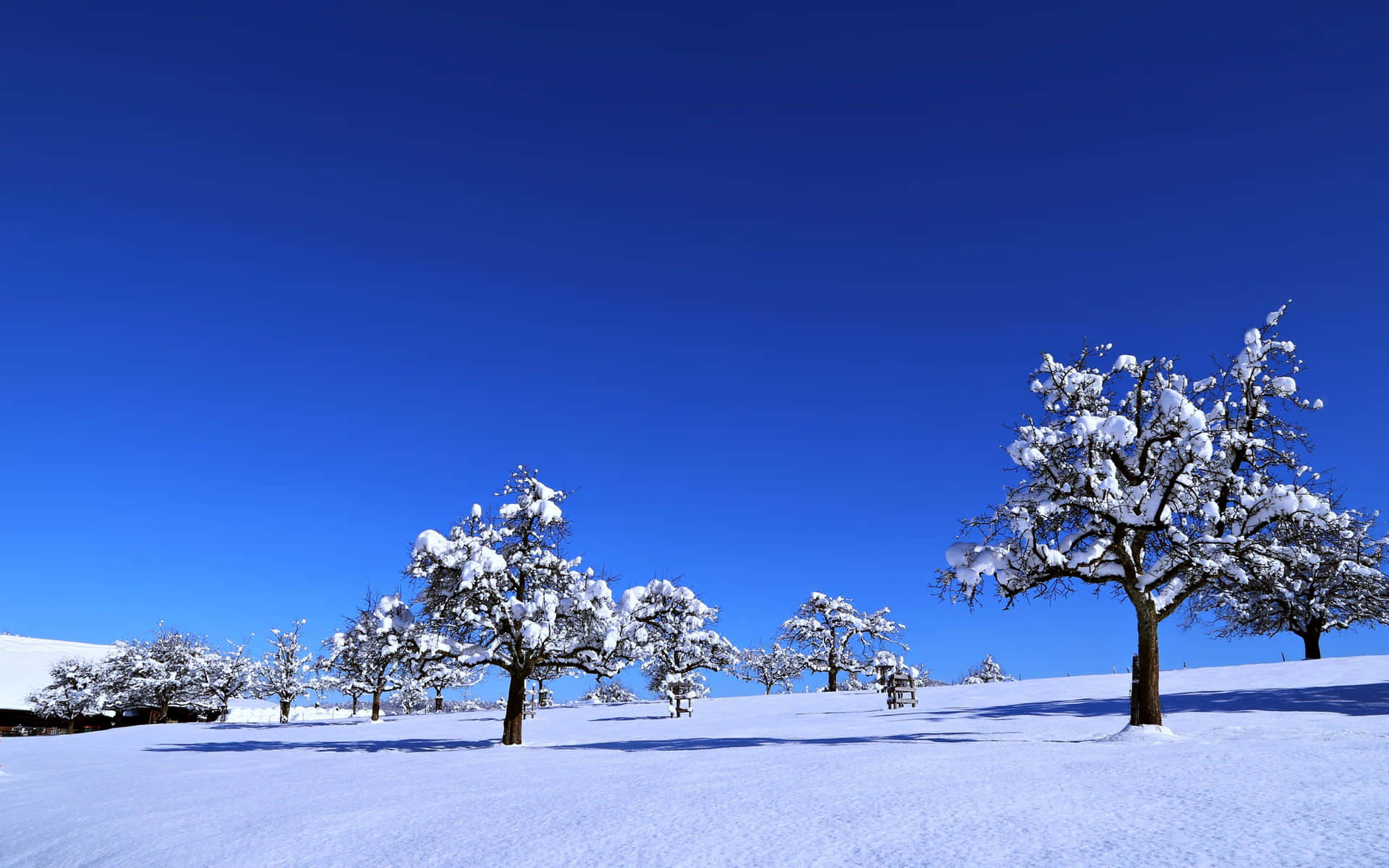 Winter landscape with pristine snow and leafless trees against a blue sky Wallpaper