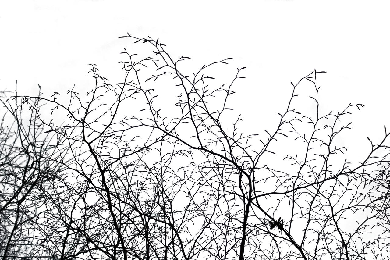Winter Branches Silhouette.jpg PNG