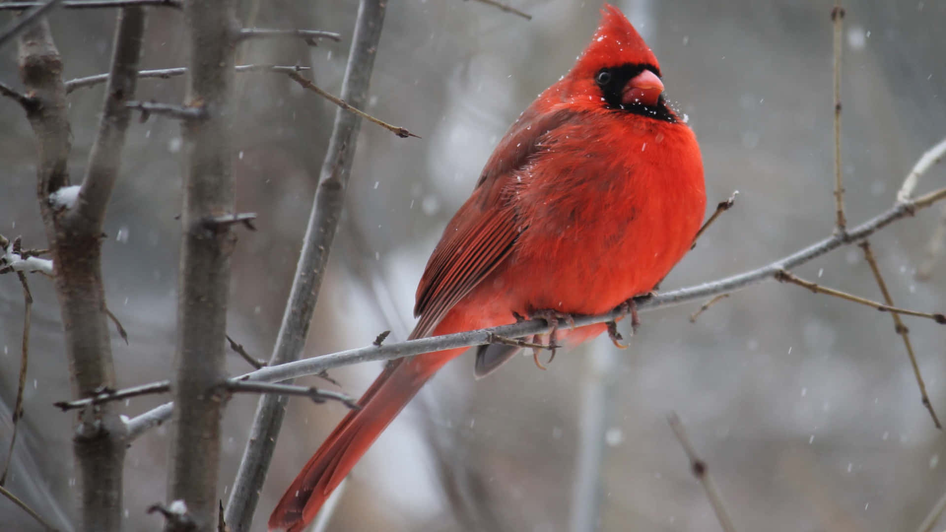 Winter Cardinal Perched Branch Wallpaper