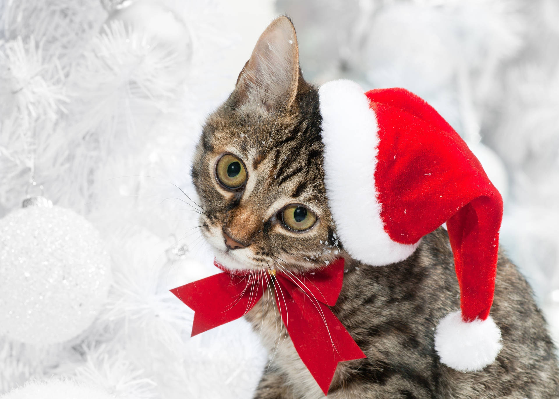 Cute Christmas Cat Wallpaper  Pictures