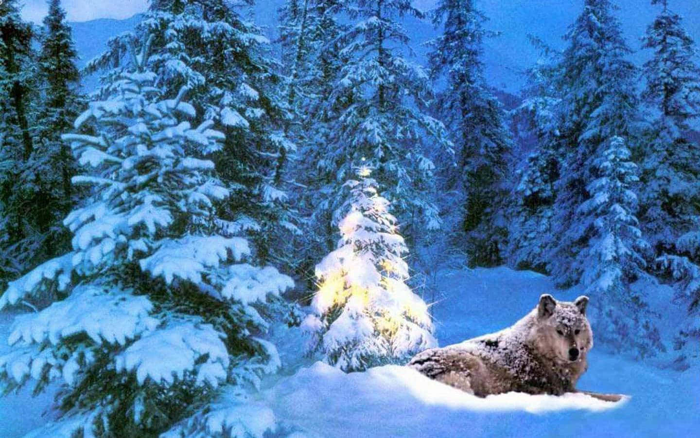 Winter Christmas Wolf Desktop Wallpaper