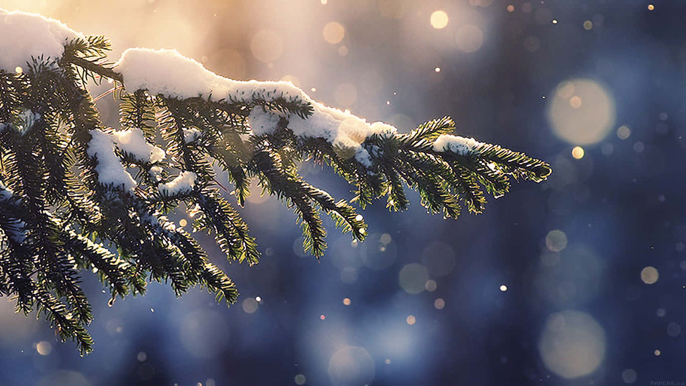 A Pine Tree Branch With Snow Falling On It Wallpaper
