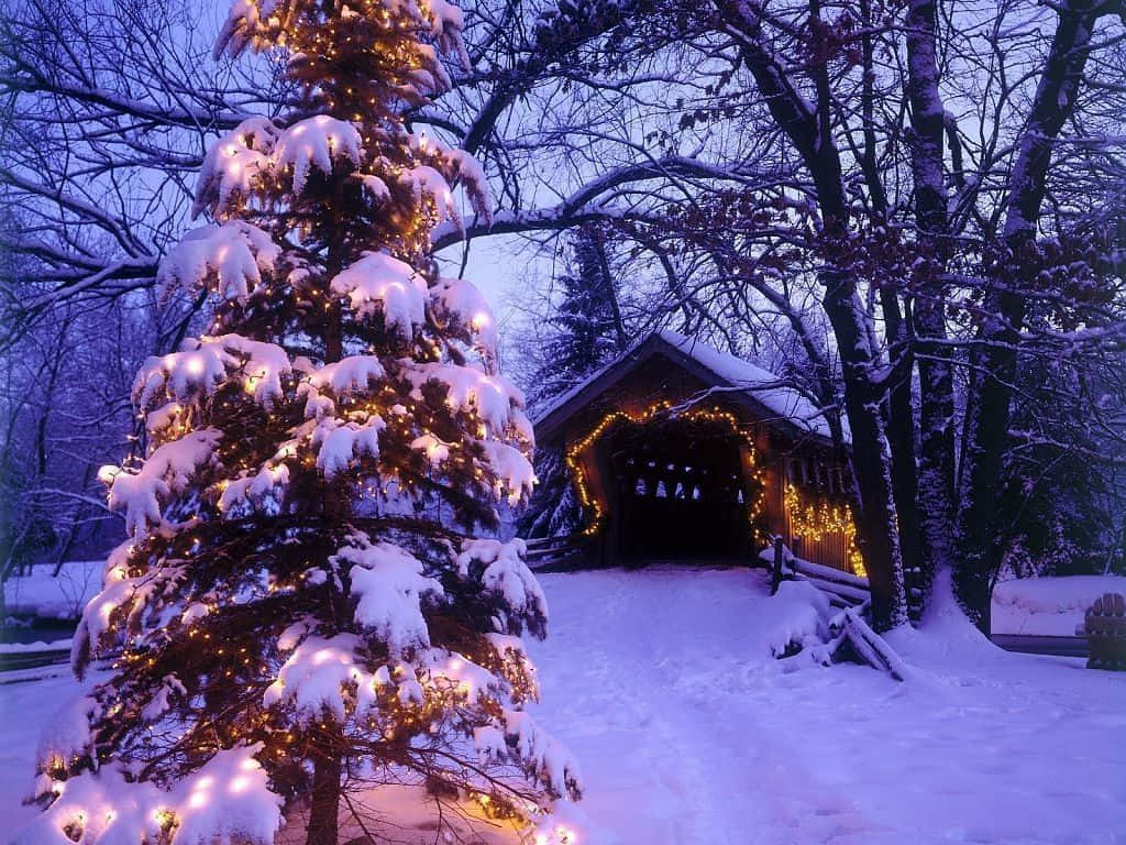 Winter Christmas In Forest Desktop Wallpaper