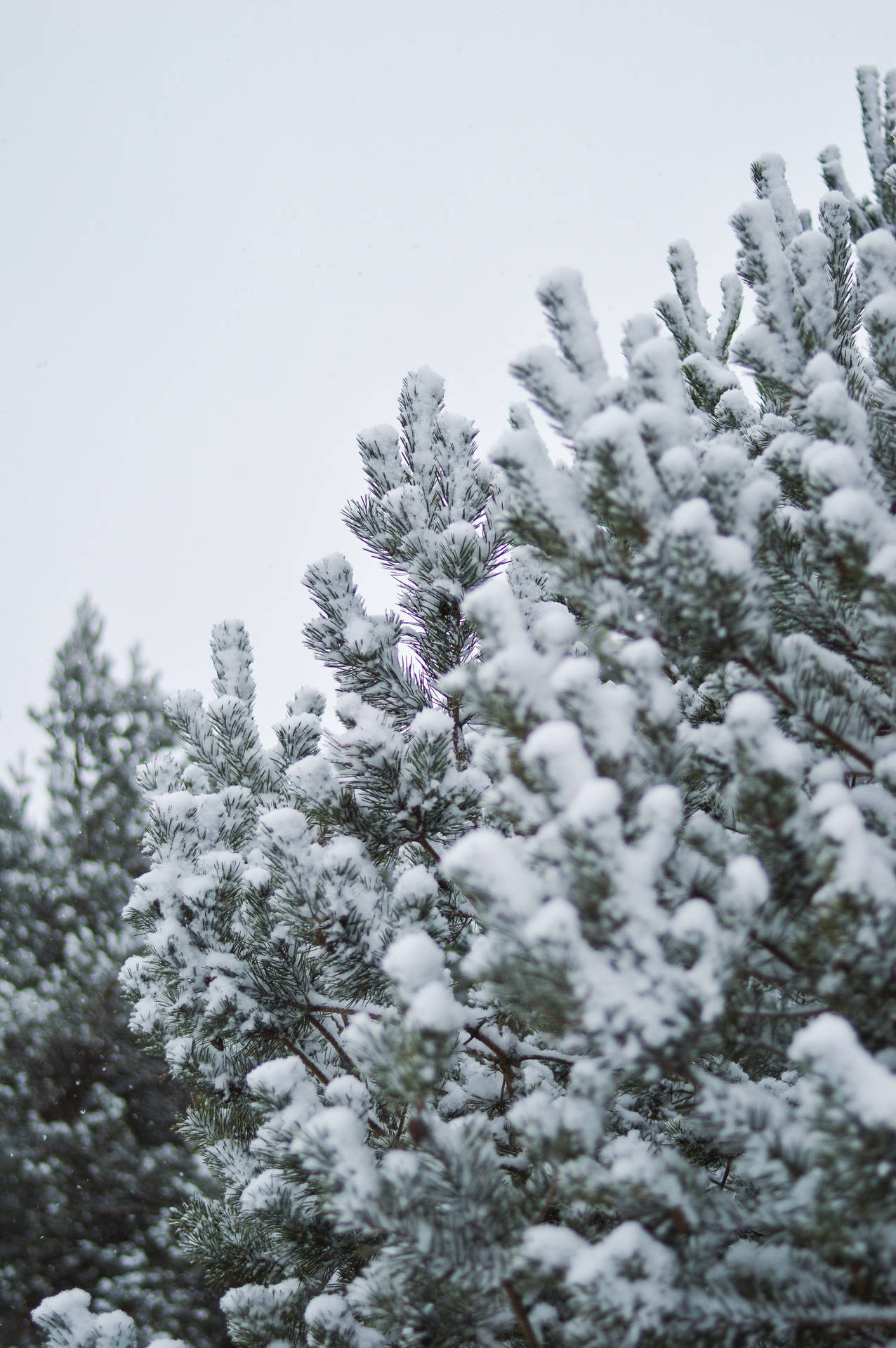 Vinterjul Snöiga Träd. Wallpaper