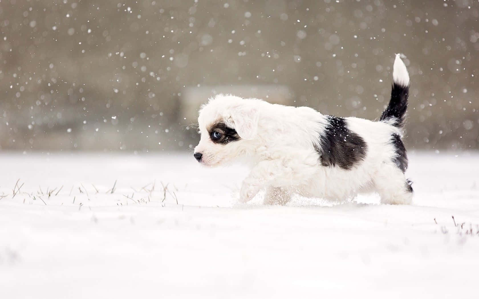 Winter Chunky Dog Walking Wallpaper