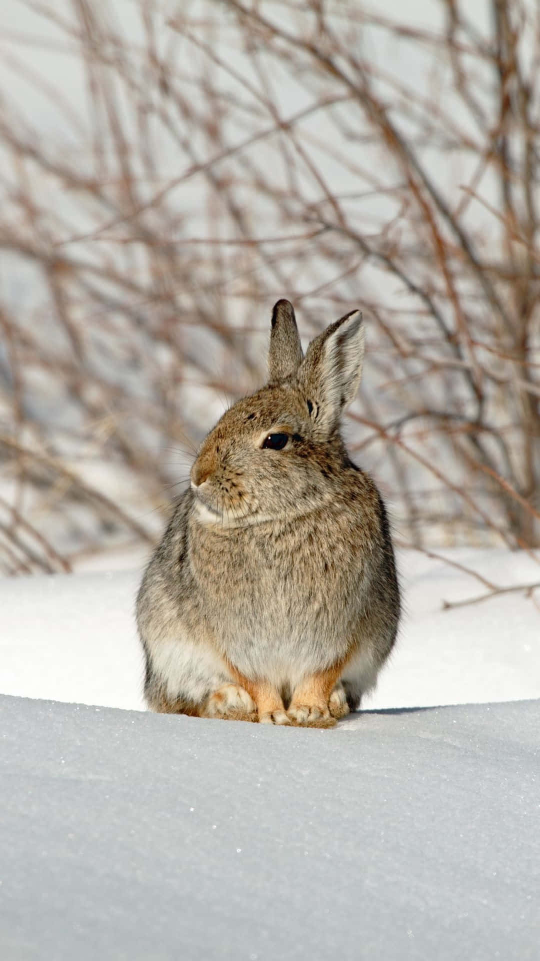 Winter Cottontail Rabbit Snow Wallpaper
