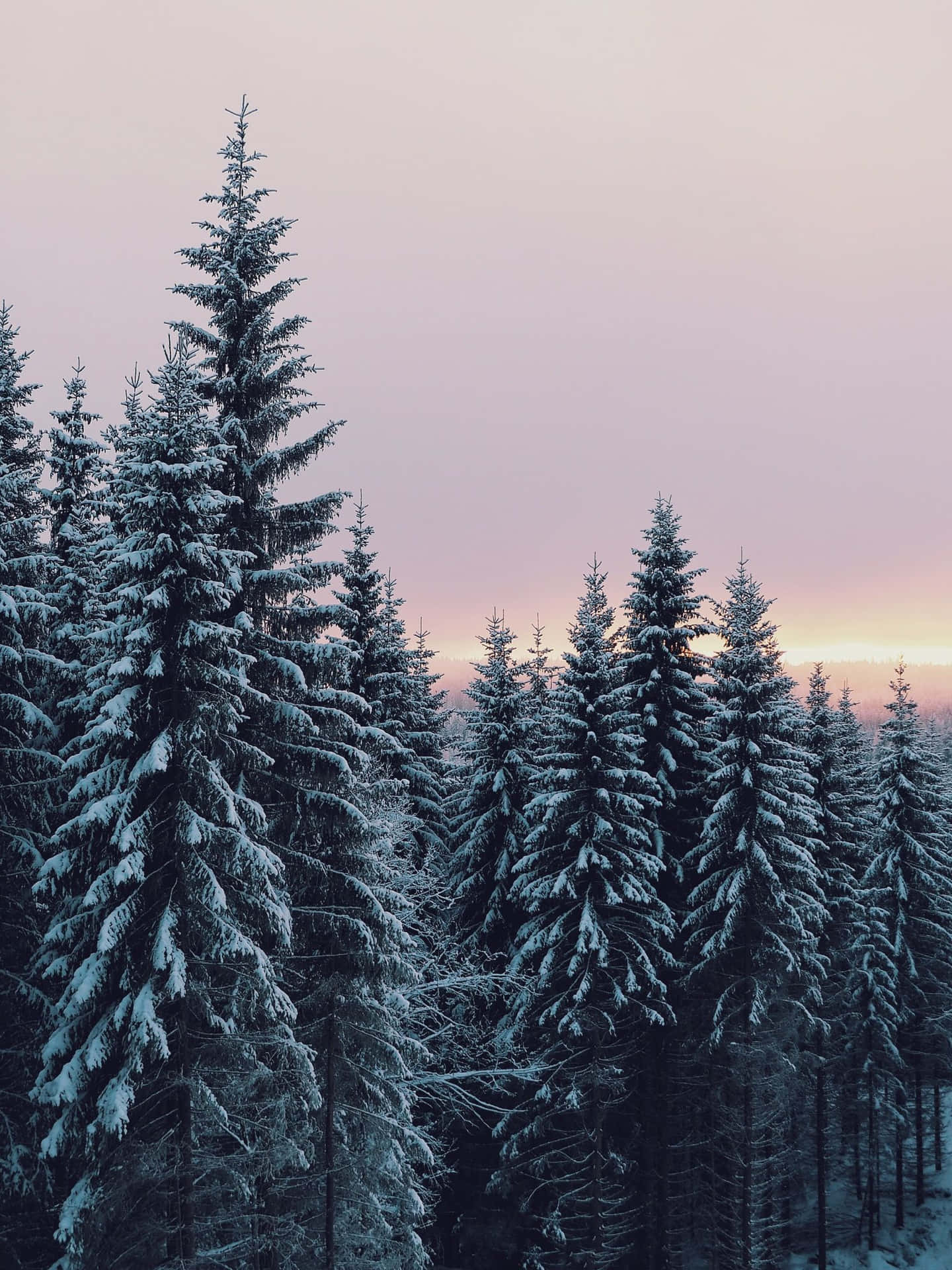 Winter_ Dawn_ Forest_ Serenity.jpg Wallpaper