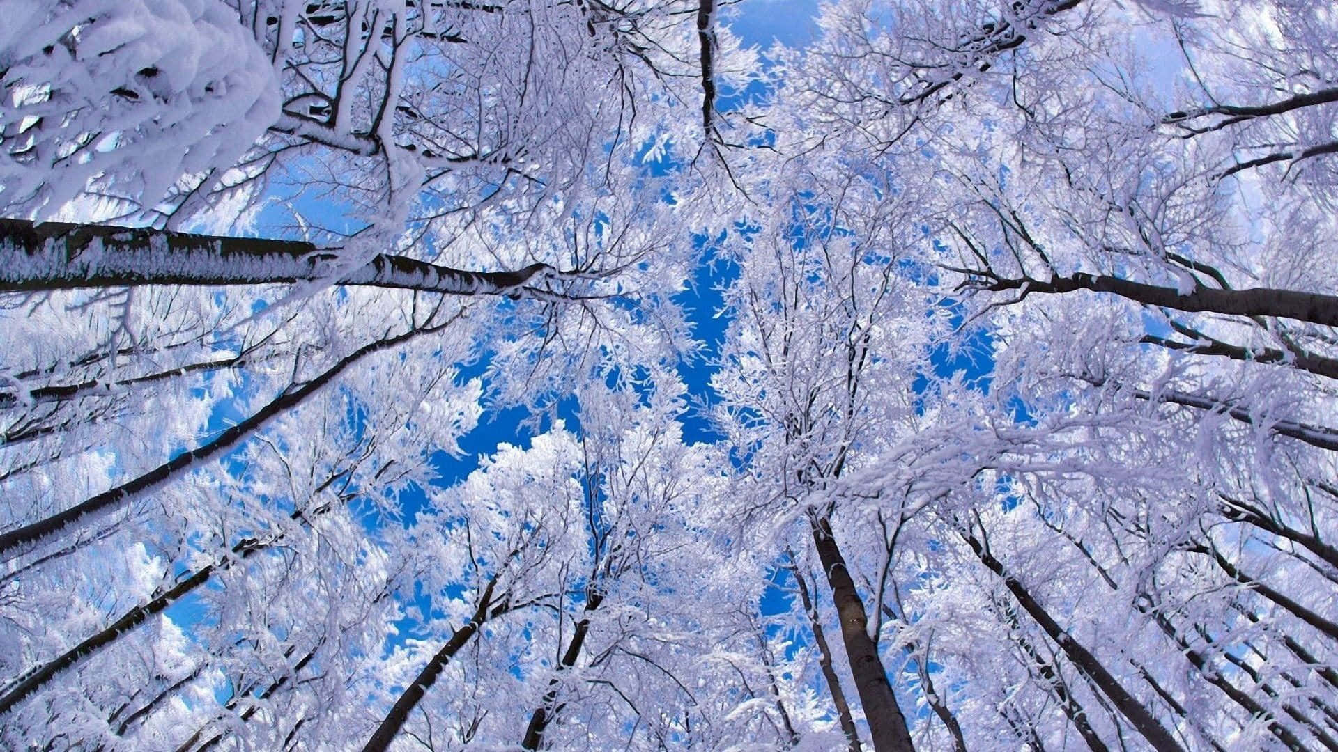 Enchanting Snowfall in Winter Forest