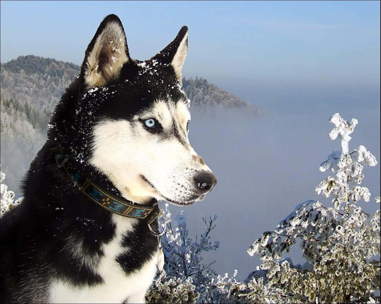 Vinter Siberian Husky hund møder vinterlandet snefnug Wallpaper