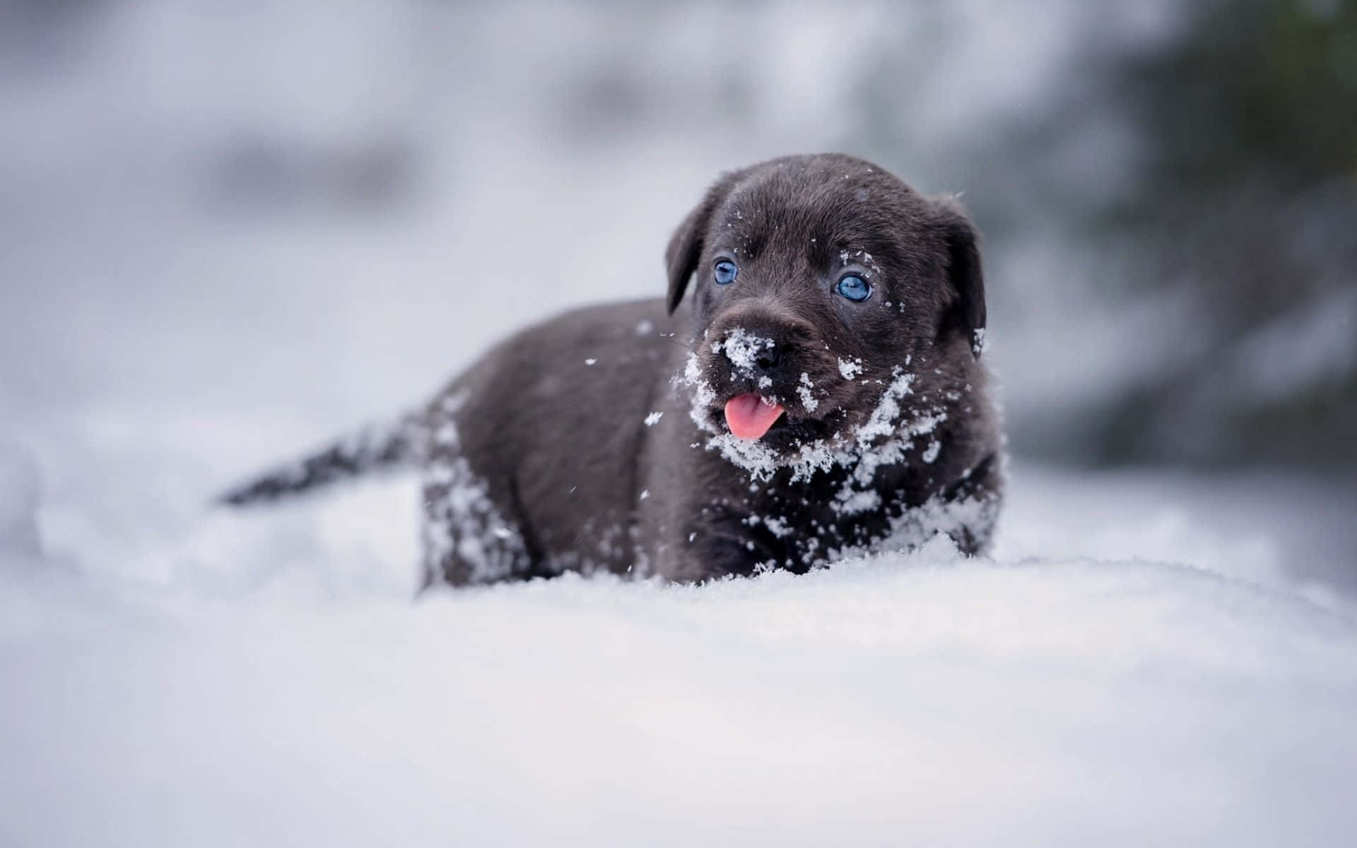En venlig hund nyder det friske vinter sne. Wallpaper