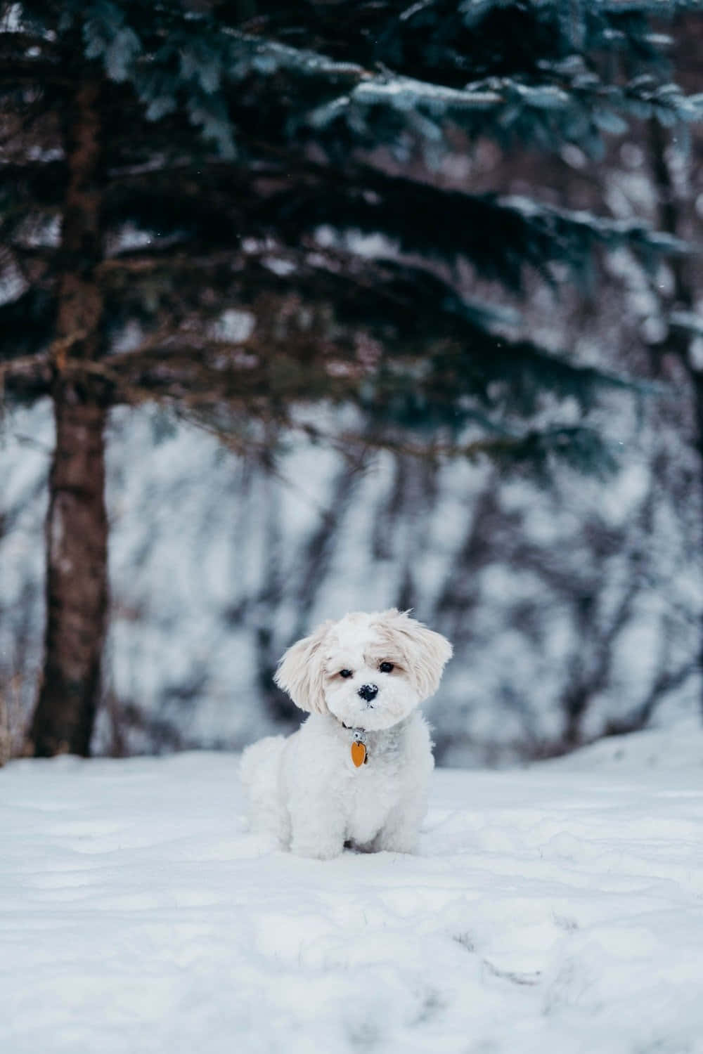 Vinter Shih Tzu hund Desktop Tapet: Giv dit skrivebord en udsigt over et smukt vinterlandskab præget af adorably Shih Tzu hund. Wallpaper