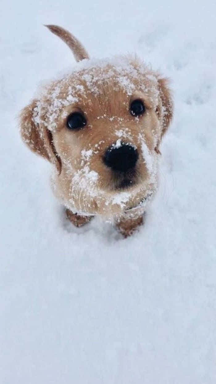 Visãosuperior De Um Cachorro No Inverno. Papel de Parede