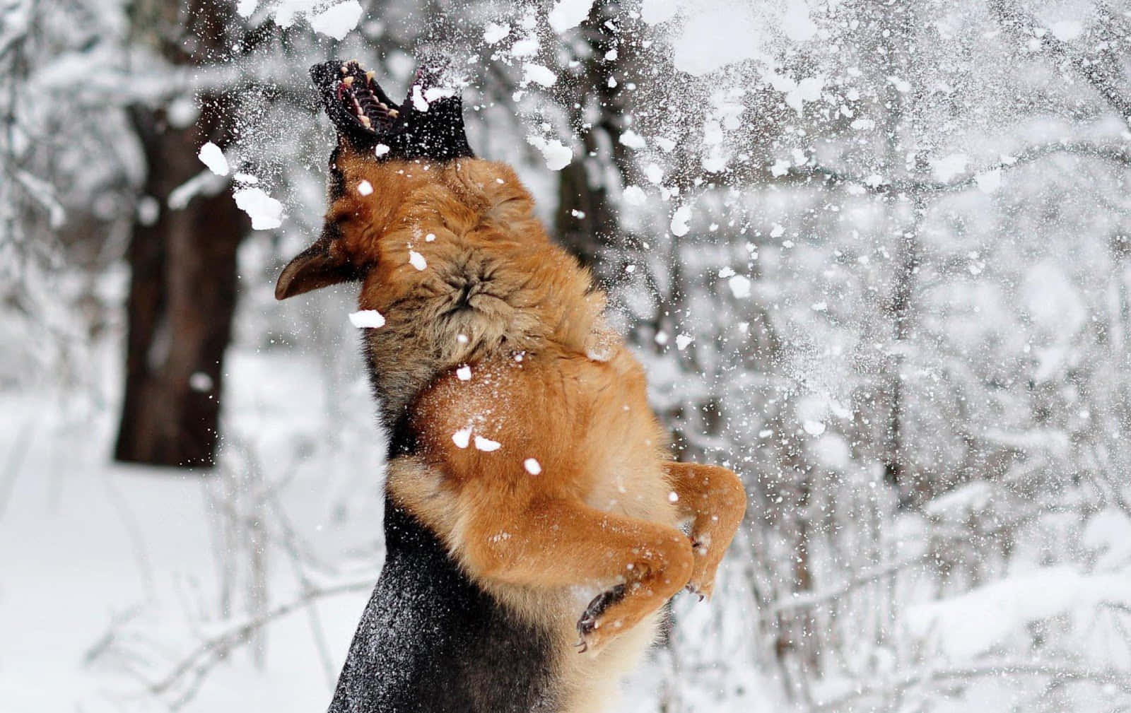Winter Dog Playing Snowfall Wallpaper