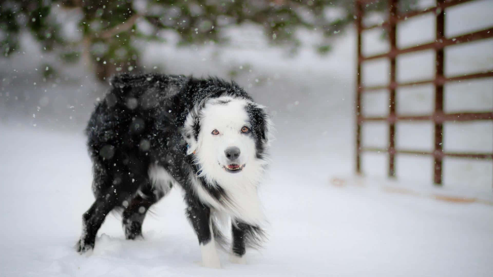 A Black And White Dog Walking Through The Snow Wallpaper