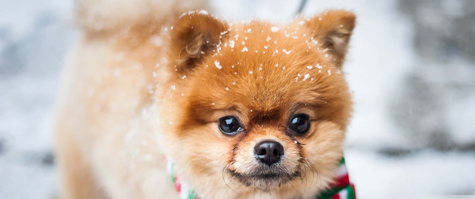 En sød hund nyder vinter sneen Wallpaper