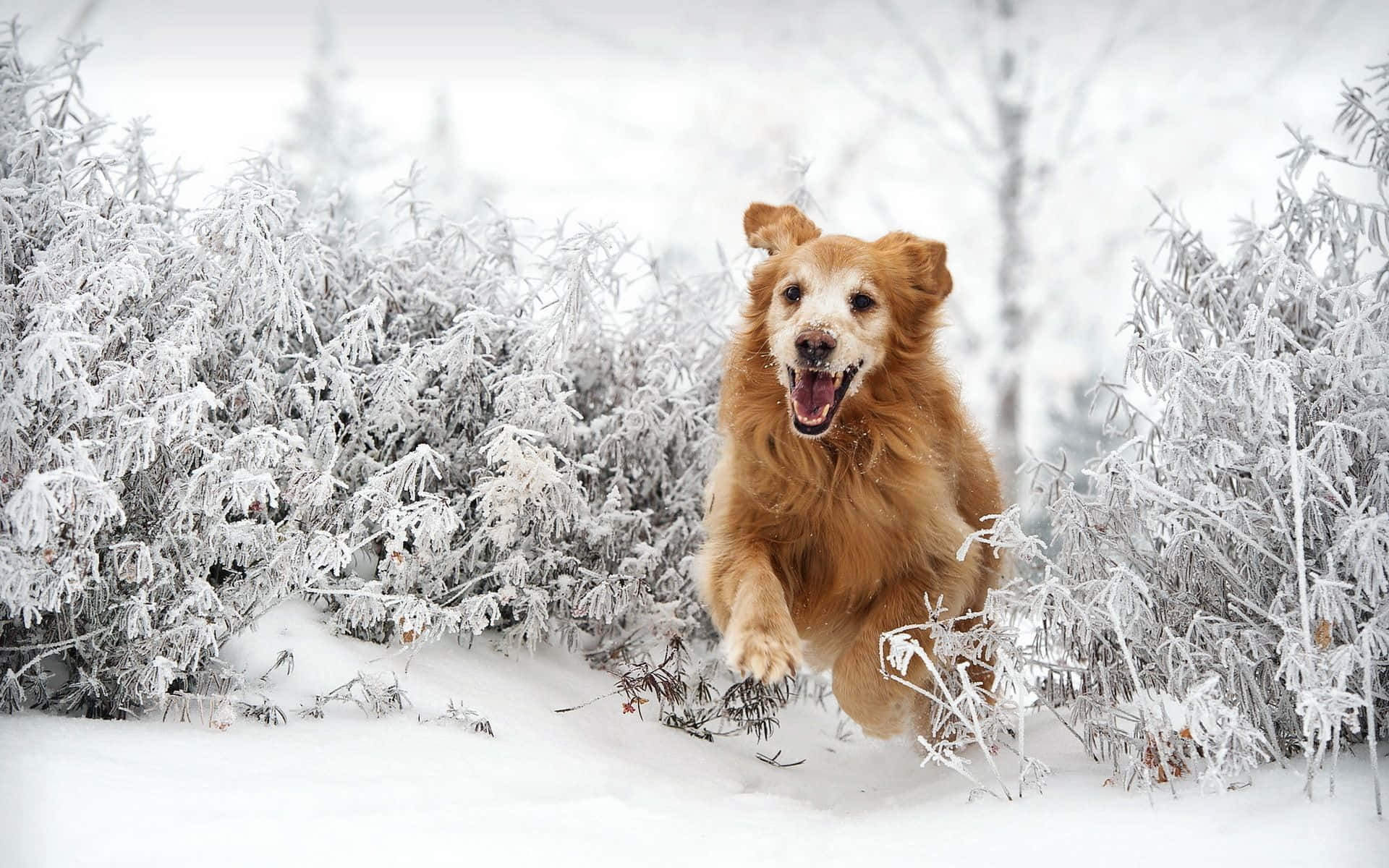 Winterlicherspaß Mit Hund Wallpaper