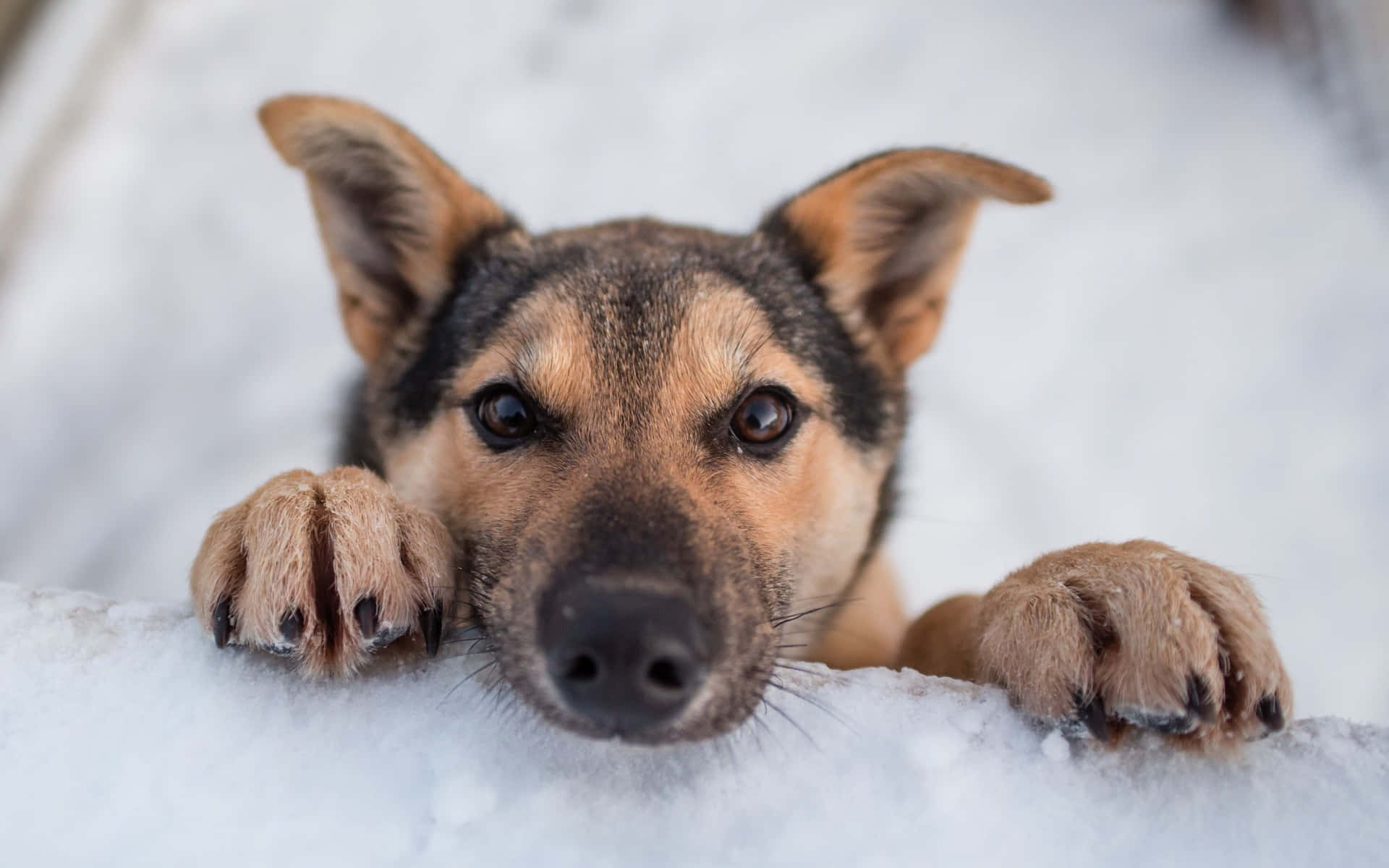 En hund der nyder en snefyldt vinterdag. Wallpaper