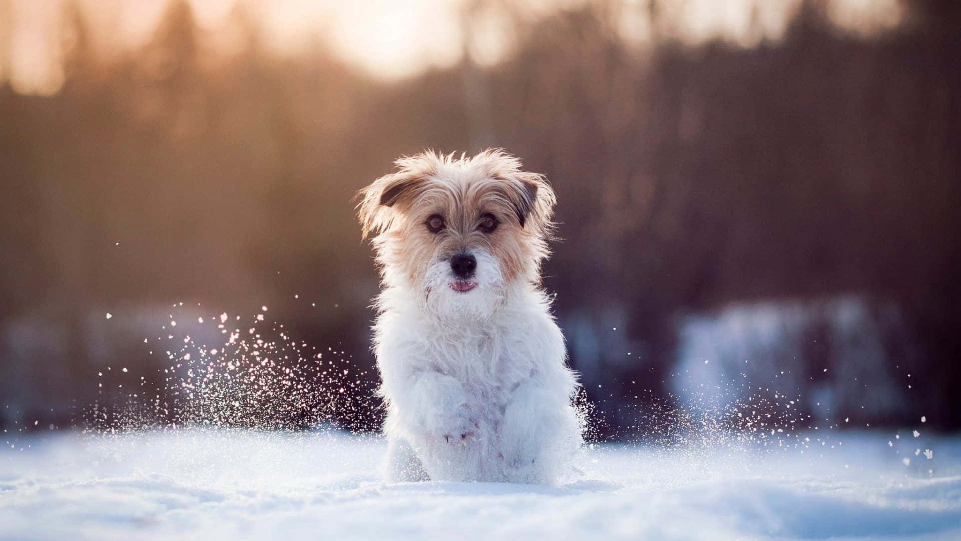 This cute pup is ready for winter adventures! Wallpaper