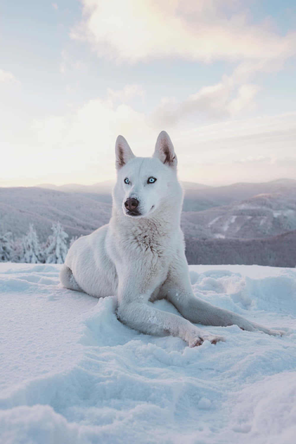Vinter Hund 1000 X 1500 Wallpaper