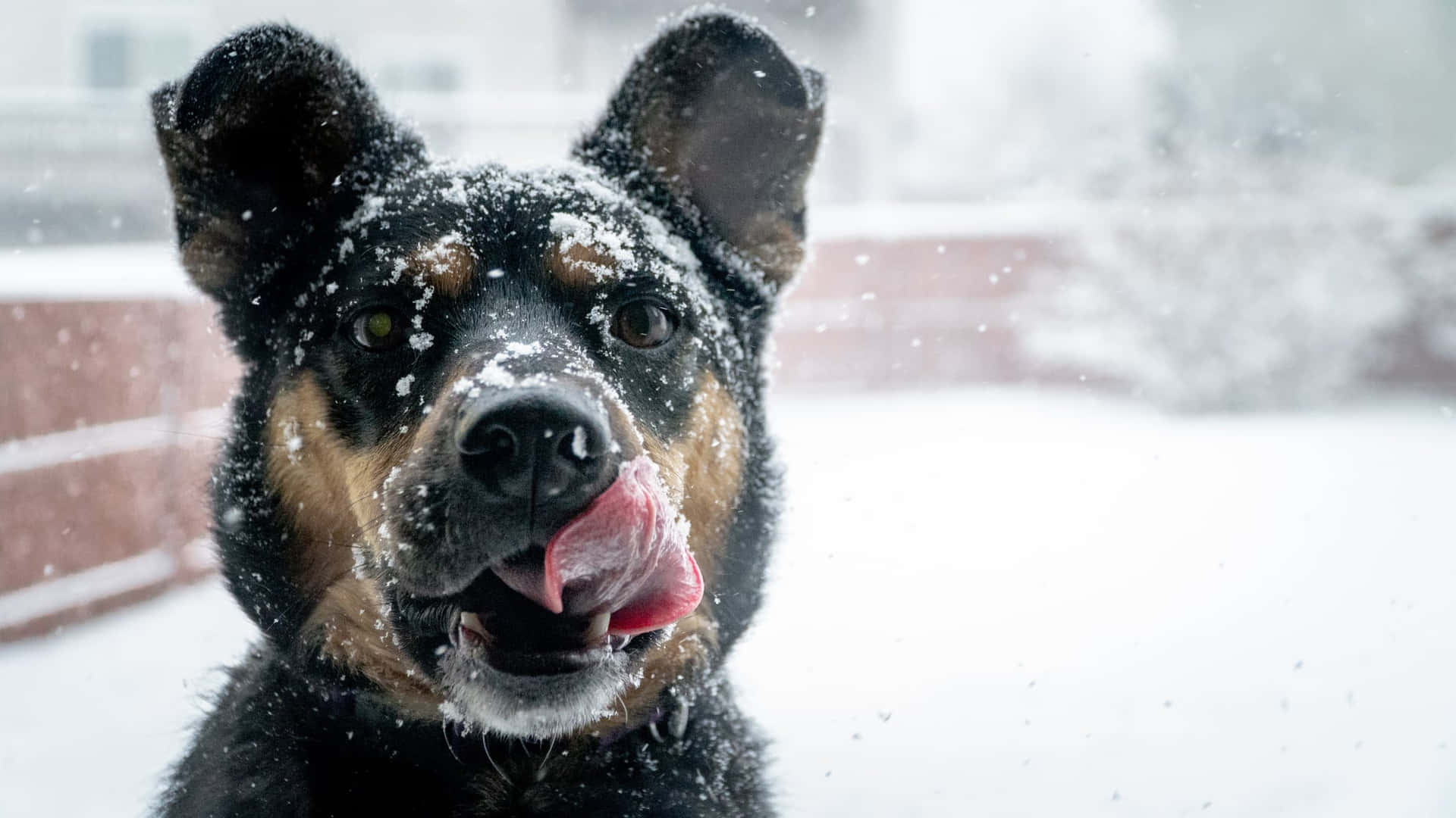 "Dogs enjoy winter too, look at this one!" Wallpaper