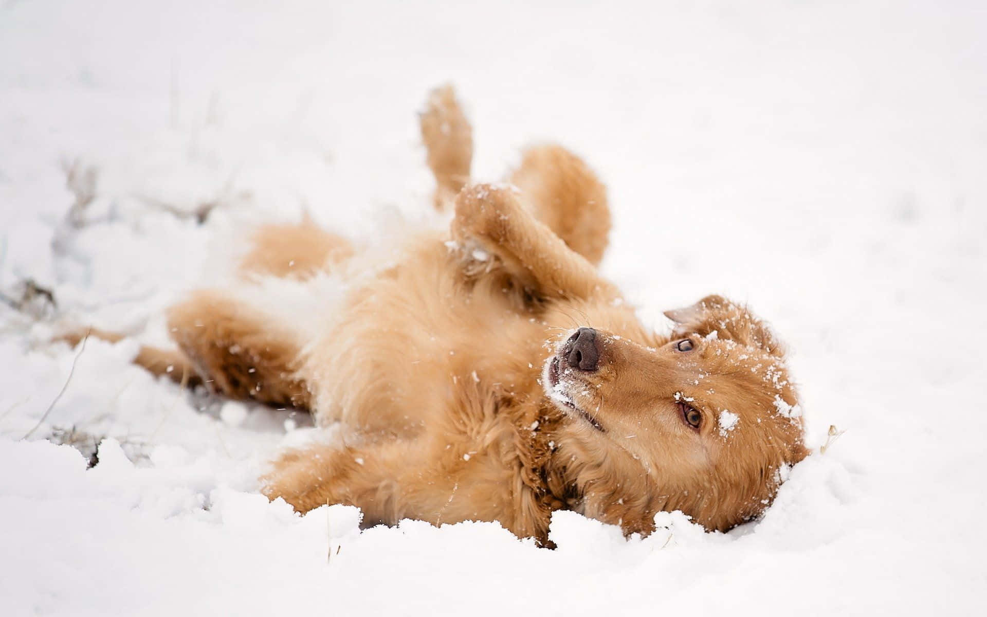 Einhund In Einer Verschneiten, Winterlichen Umgebung, Umgeben Von Blühenden Bäumen Und Schneebedeckten Bergen. Wallpaper