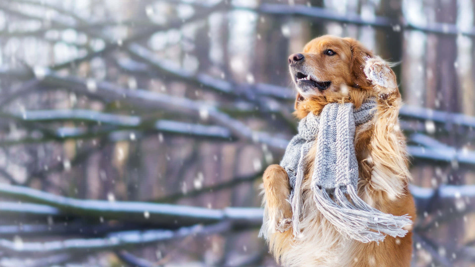 Einhund Mit Schal, Der Im Schnee Steht. Wallpaper