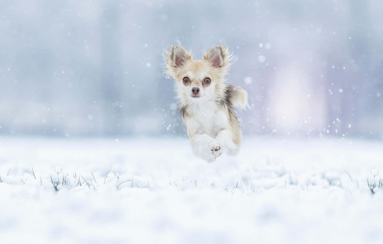 Winter Chihuahua Dog Hopping Wallpaper