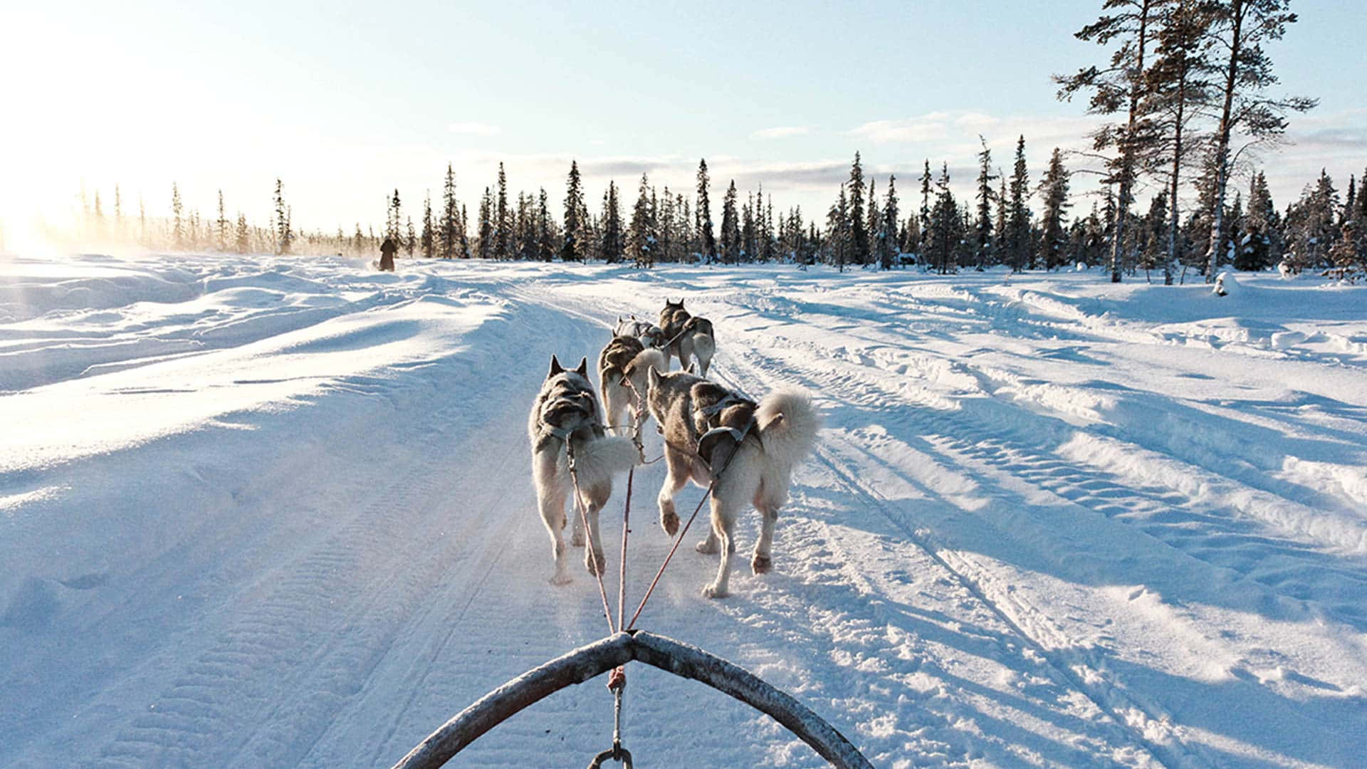Winter Dog Sledding Adventure Kiruna Wallpaper