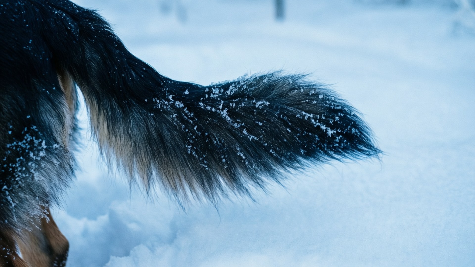 Coda di Cane Invernale Sfondi