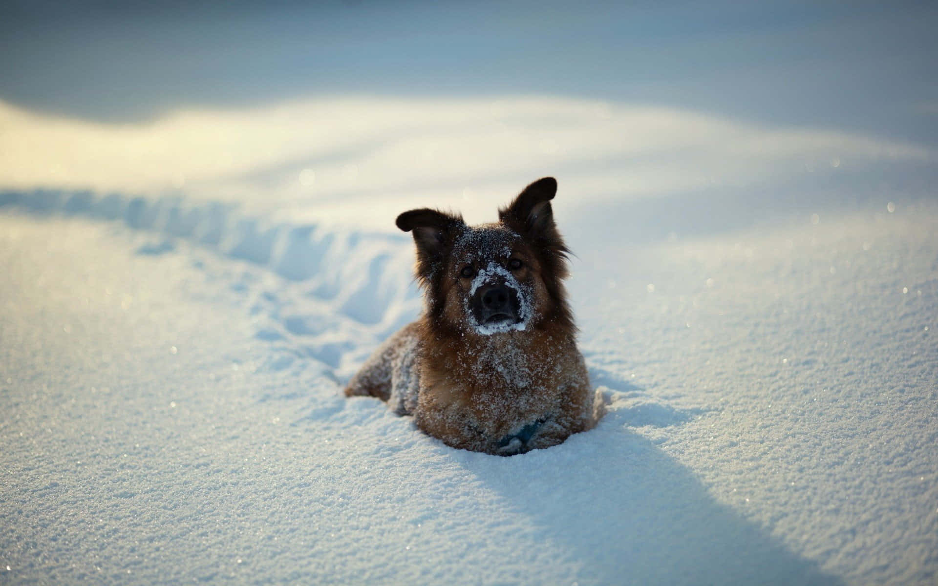 En Pomeranian, der nyder skønheden i en vinter solnedgang Wallpaper