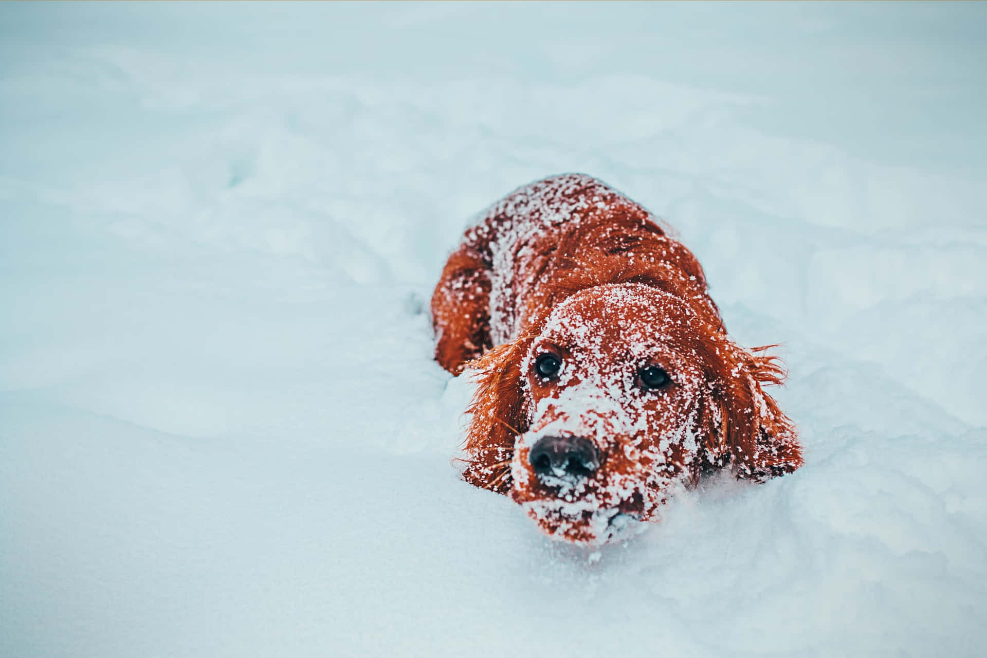 A Dog Is Playing In The Snow Wallpaper