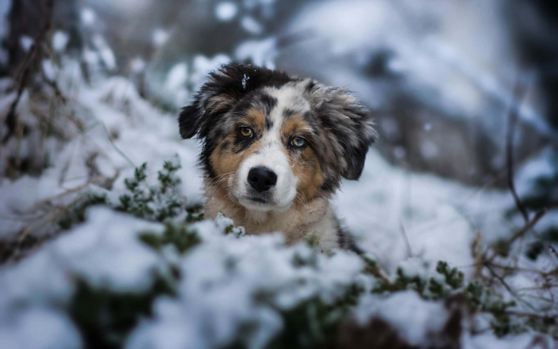 Einhund Sitzt Im Schnee Mit Weit Geöffneten Augen. Wallpaper
