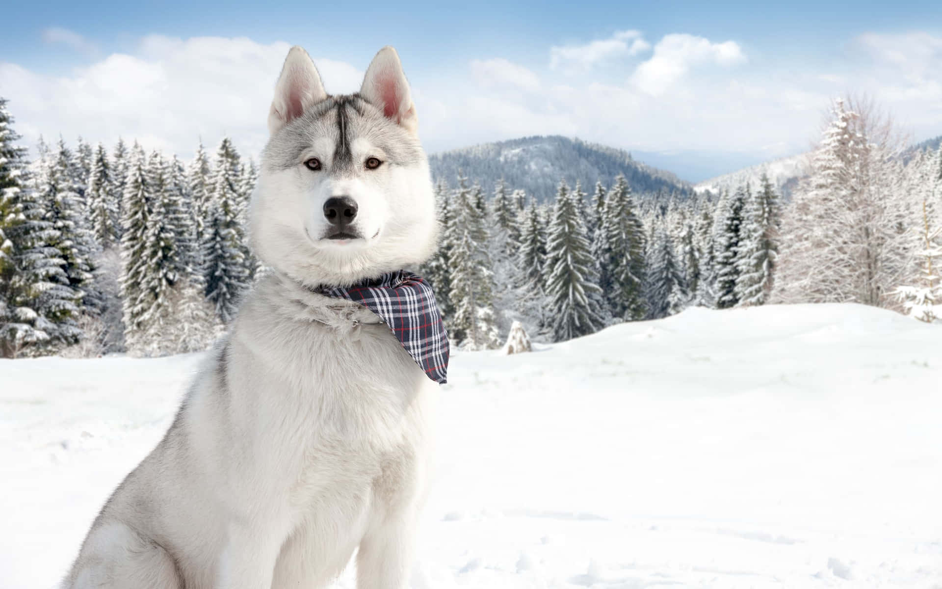 A cold winter day for this pup Wallpaper