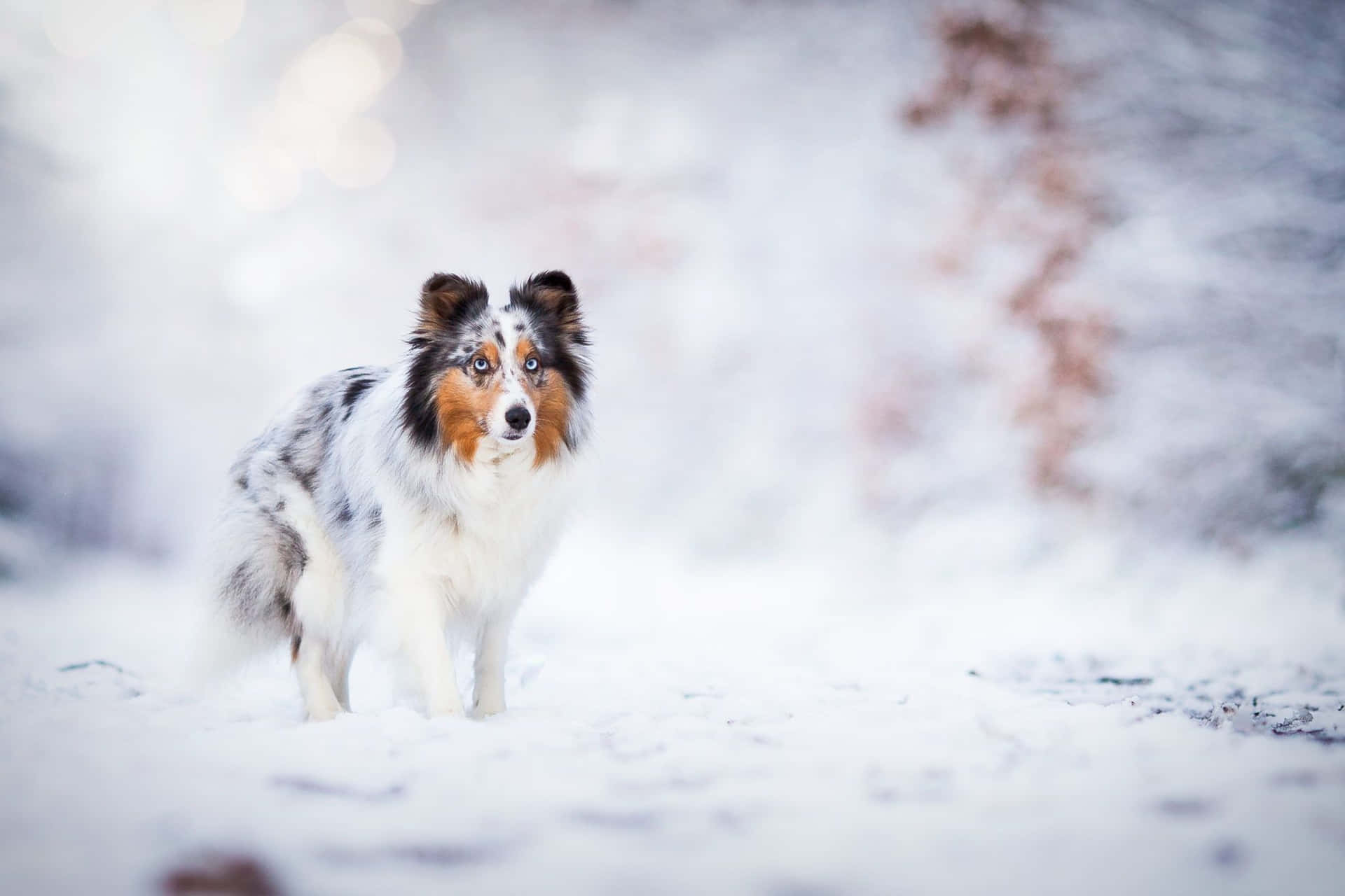 Tag et spadseretur gennem den vinterlige vidunderland med din hund. Wallpaper