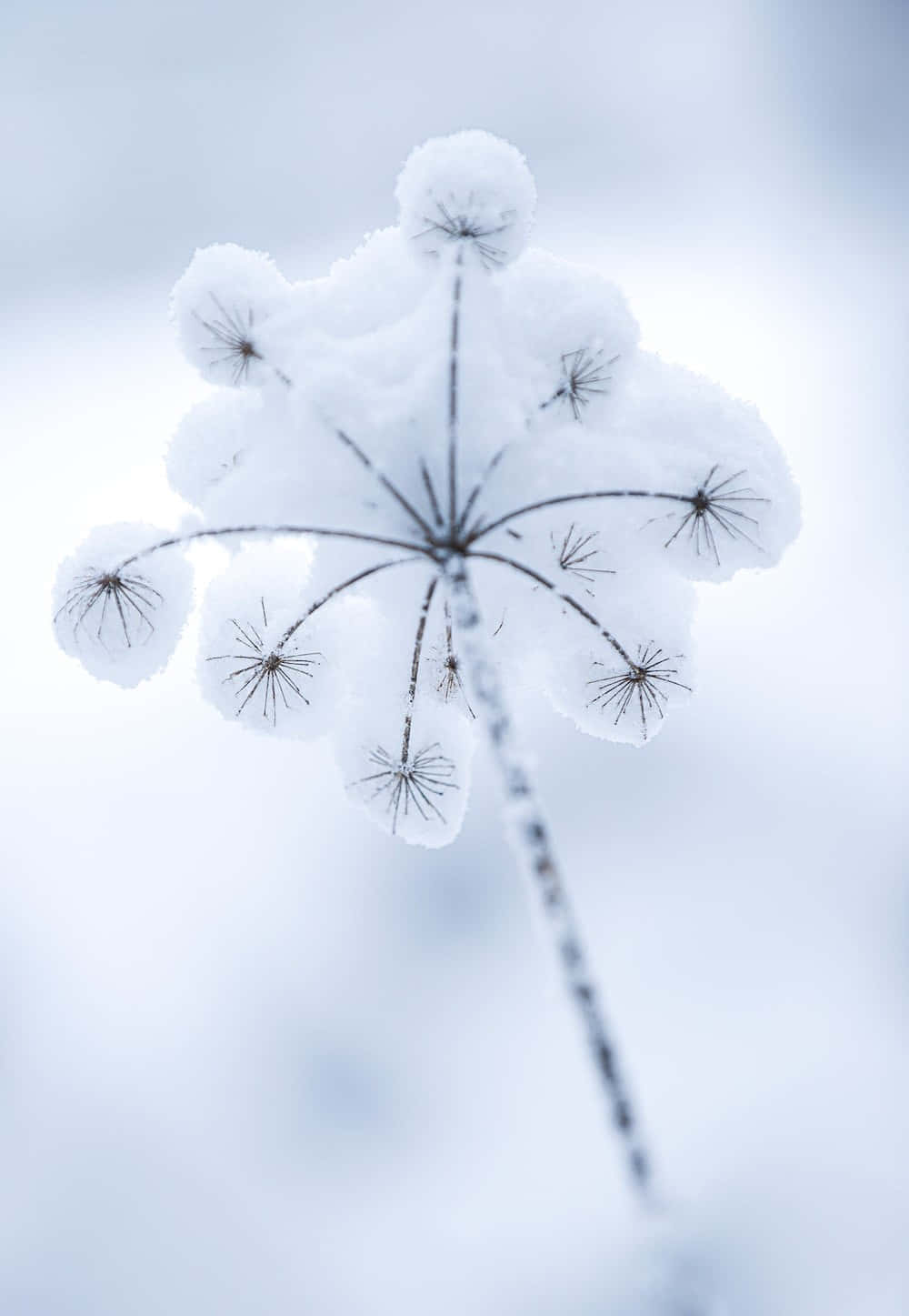 winter flowers background Stock Photo  Alamy