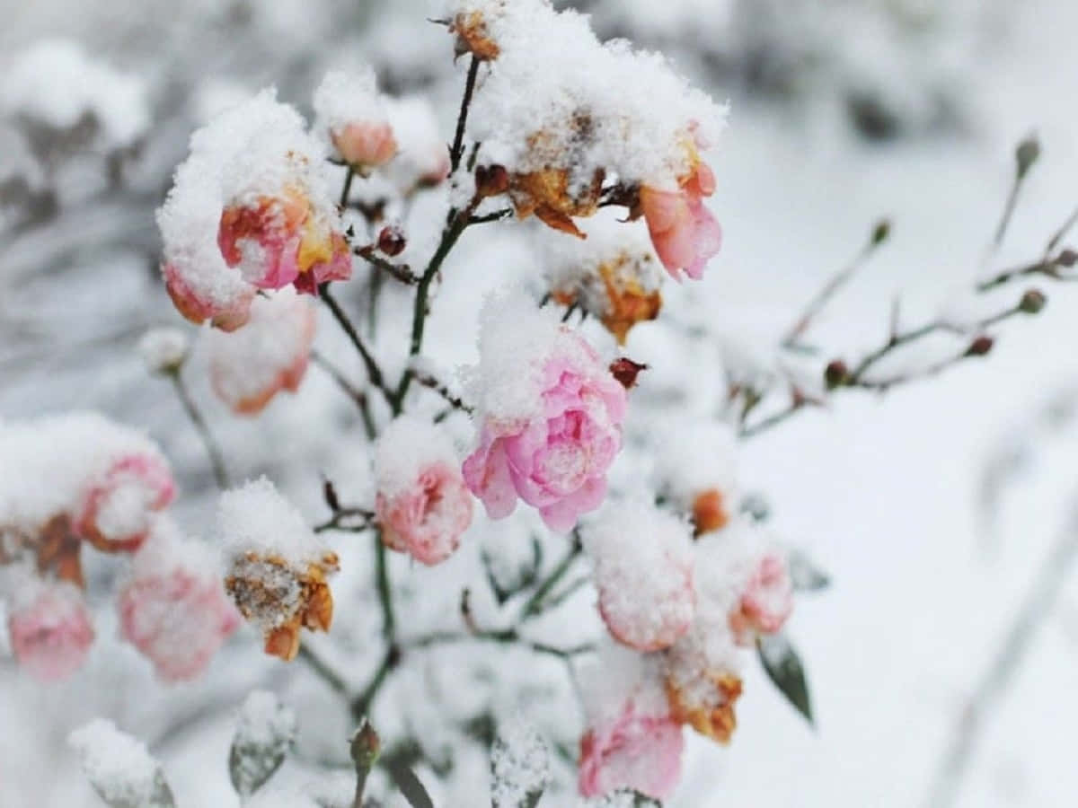 Frost-Kissed Winter Blooms Wallpaper
