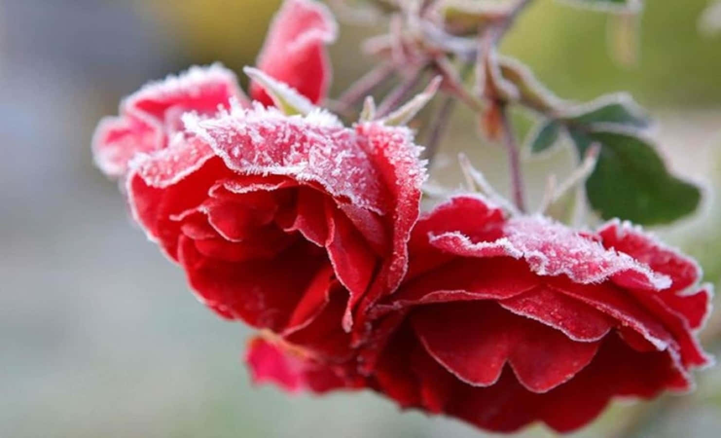 A vibrant display of winter flowers in frosty nature Wallpaper