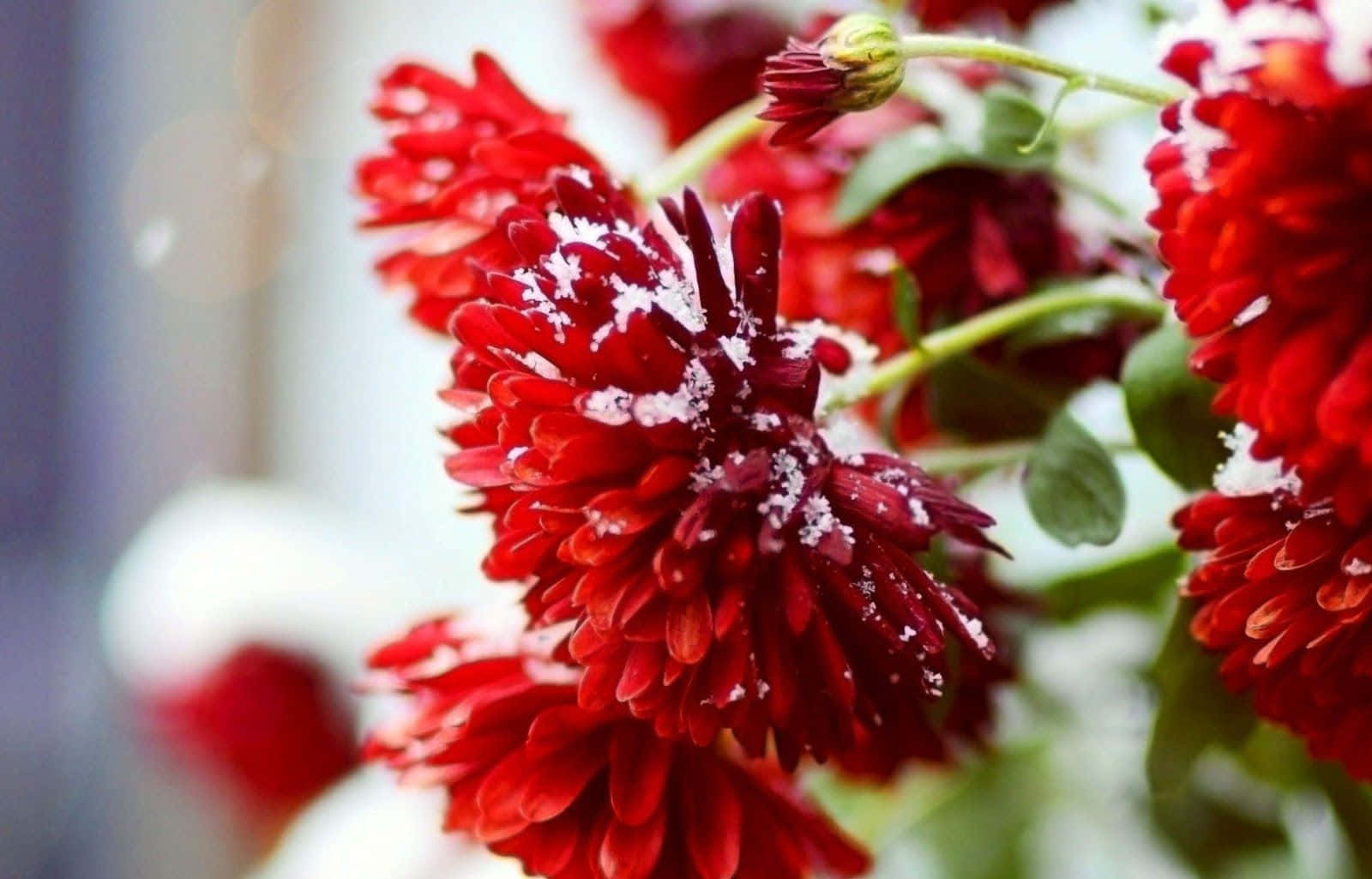 Unpintoresco Paisaje Invernal Que Muestra Vibrantes Flores De Invierno En Plena Floración Entre Hojas Cubiertas De Nieve. Fondo de pantalla