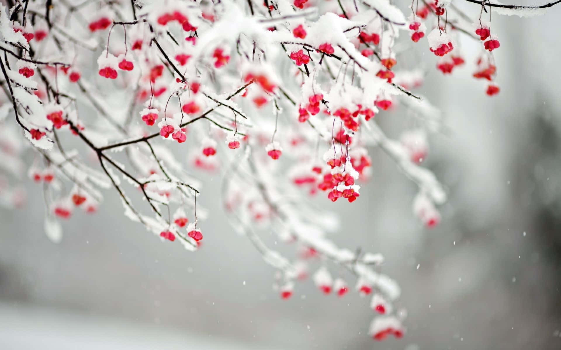 Snowy Winter Flowers Blooming Wallpaper