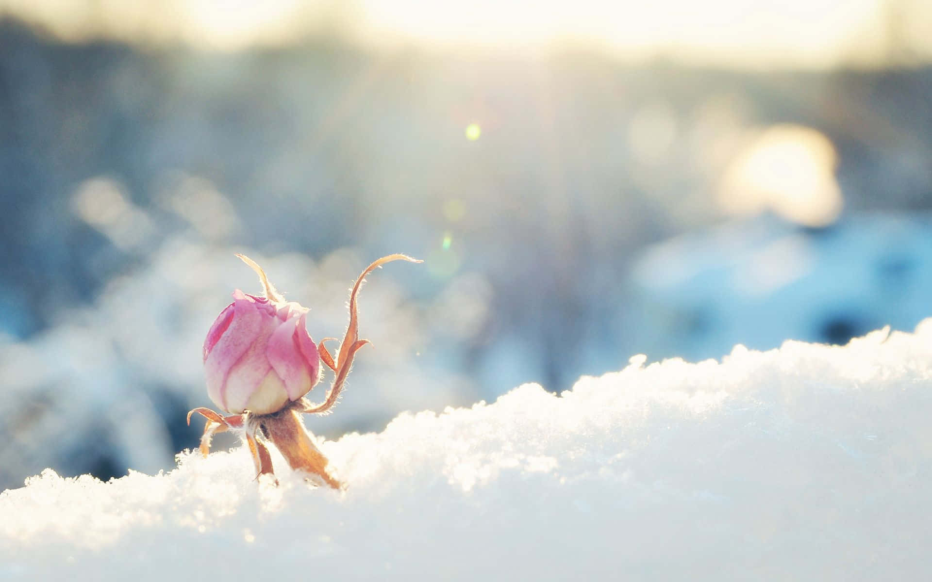 Winter Flower Pictures  Download Free Images on Unsplash
