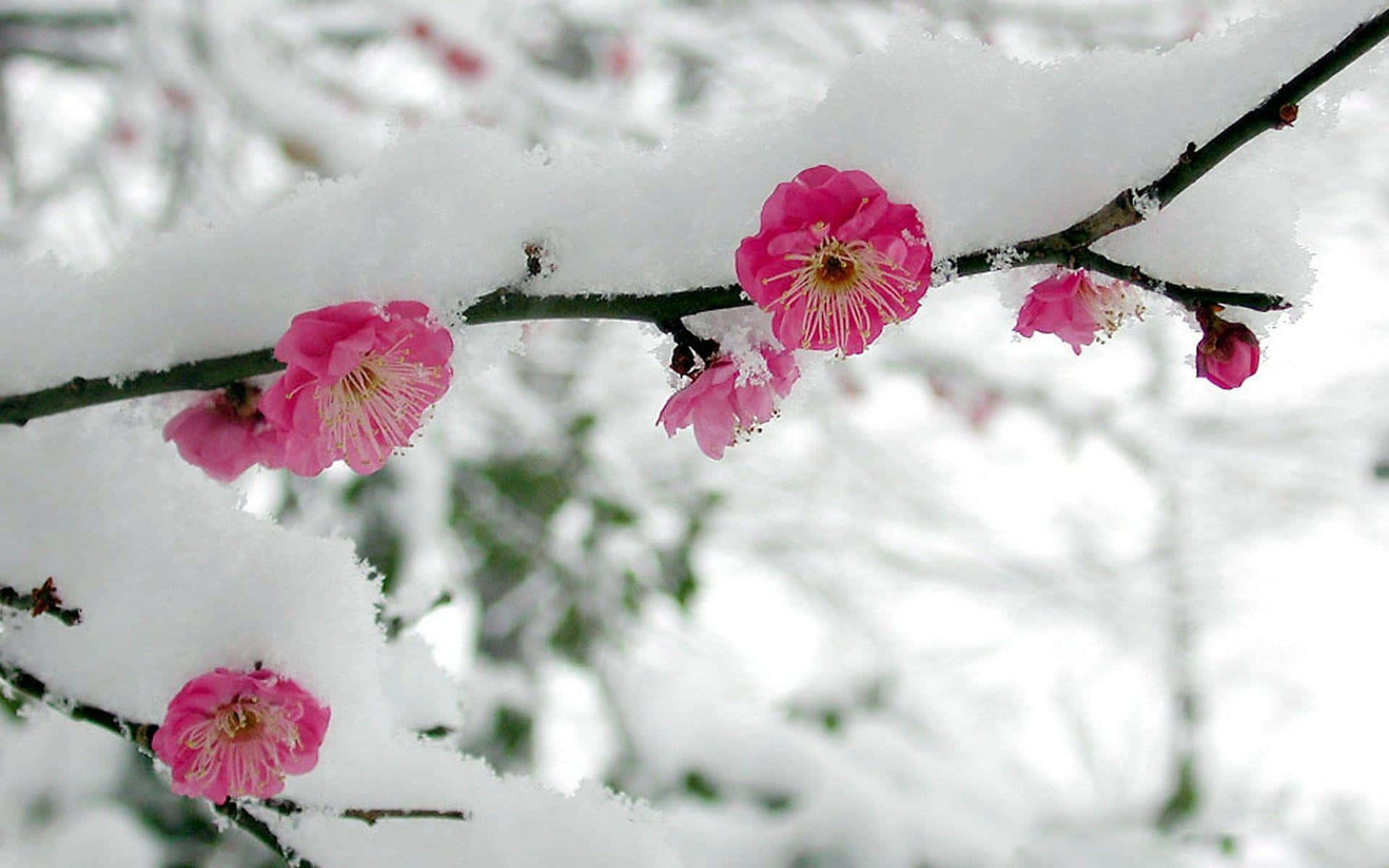 Enchanting Winter Flowers in Full Bloom Wallpaper