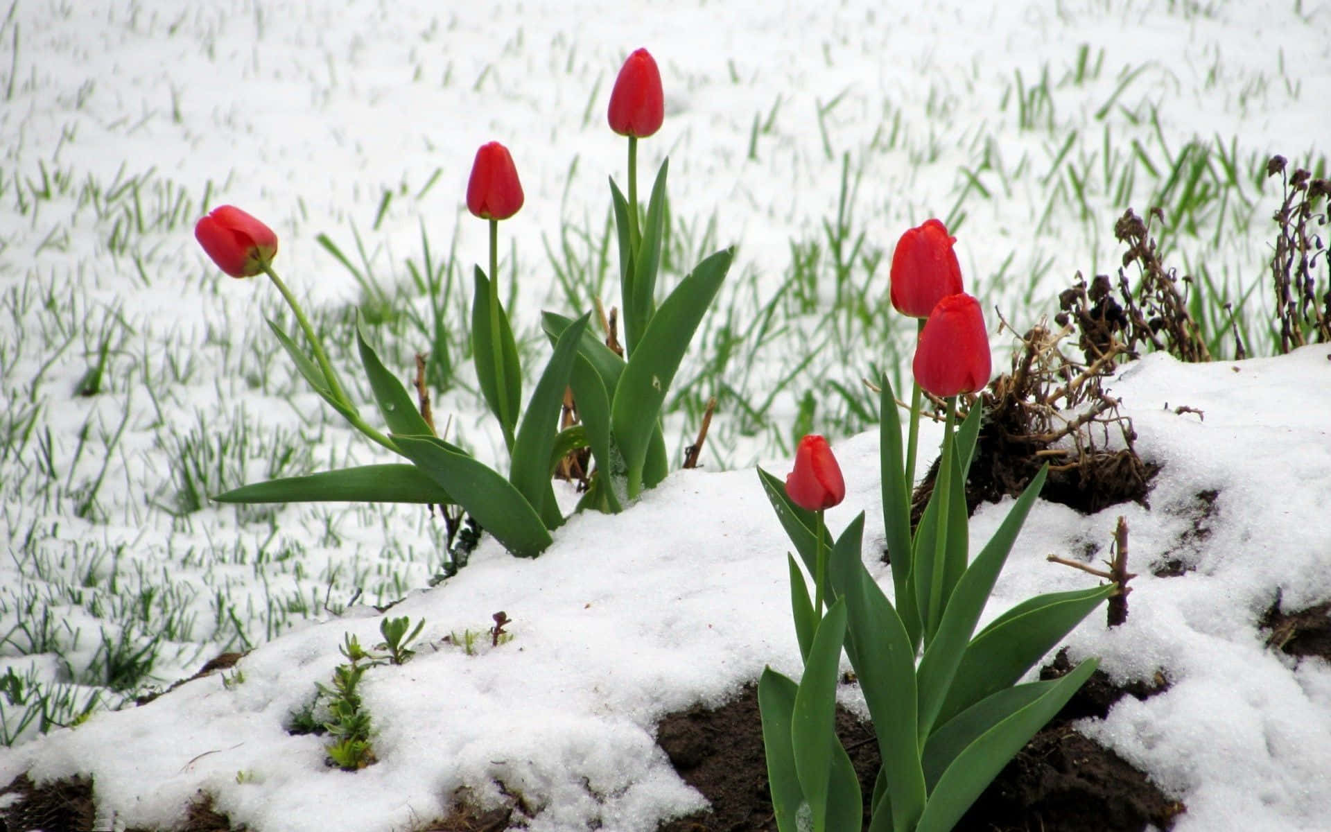 Картинка начало весны на телефон. Весенние цветы. Тюльпаны в снегу.