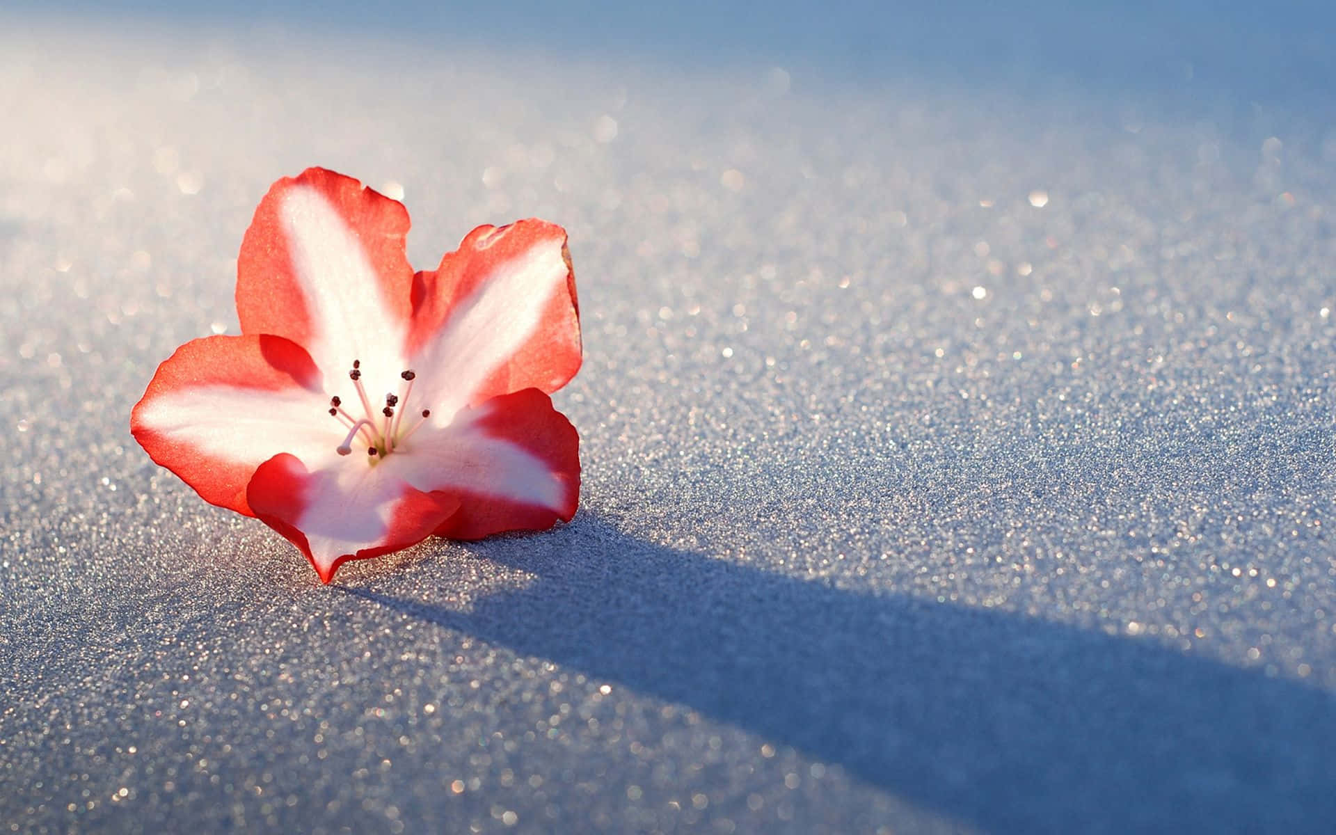 Floresde Invierno Deslumbrantes Floreciendo En La Nieve. Fondo de pantalla
