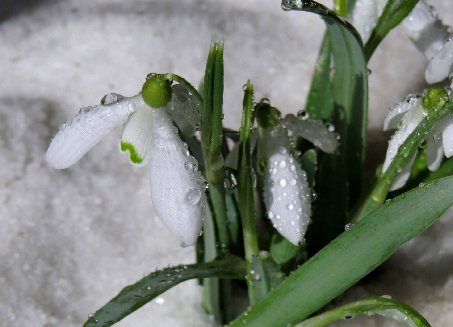 Hermosasflores De Invierno Floreciendo En La Nieve. Fondo de pantalla